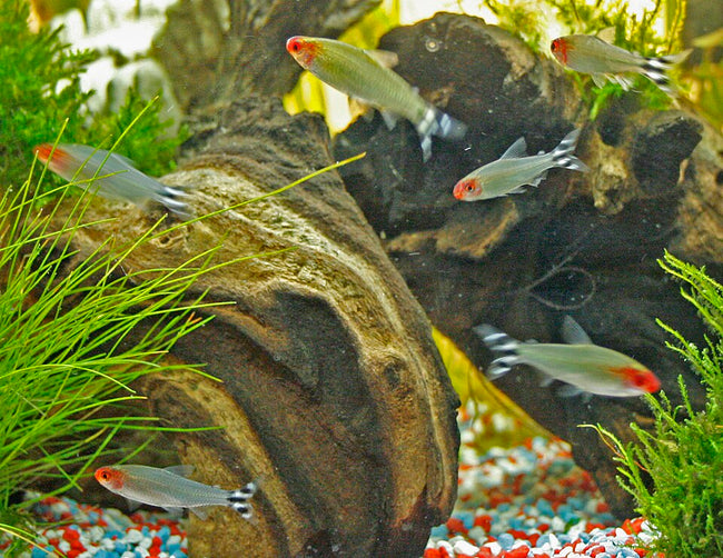 Reference photo of Rummy Nose Tetra