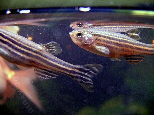 Zebra Danio — reference photo