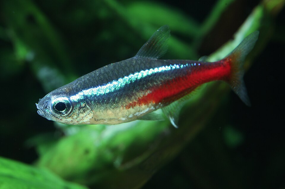 Neon Tetra — reference photo (Paracheirodon innesi)