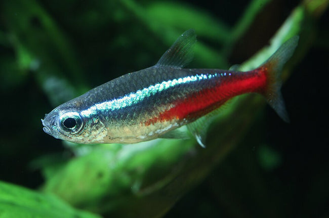 Reference photo of Neon Tetra