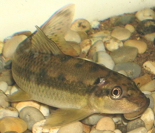 Chinese Algae Eater — reference photo
