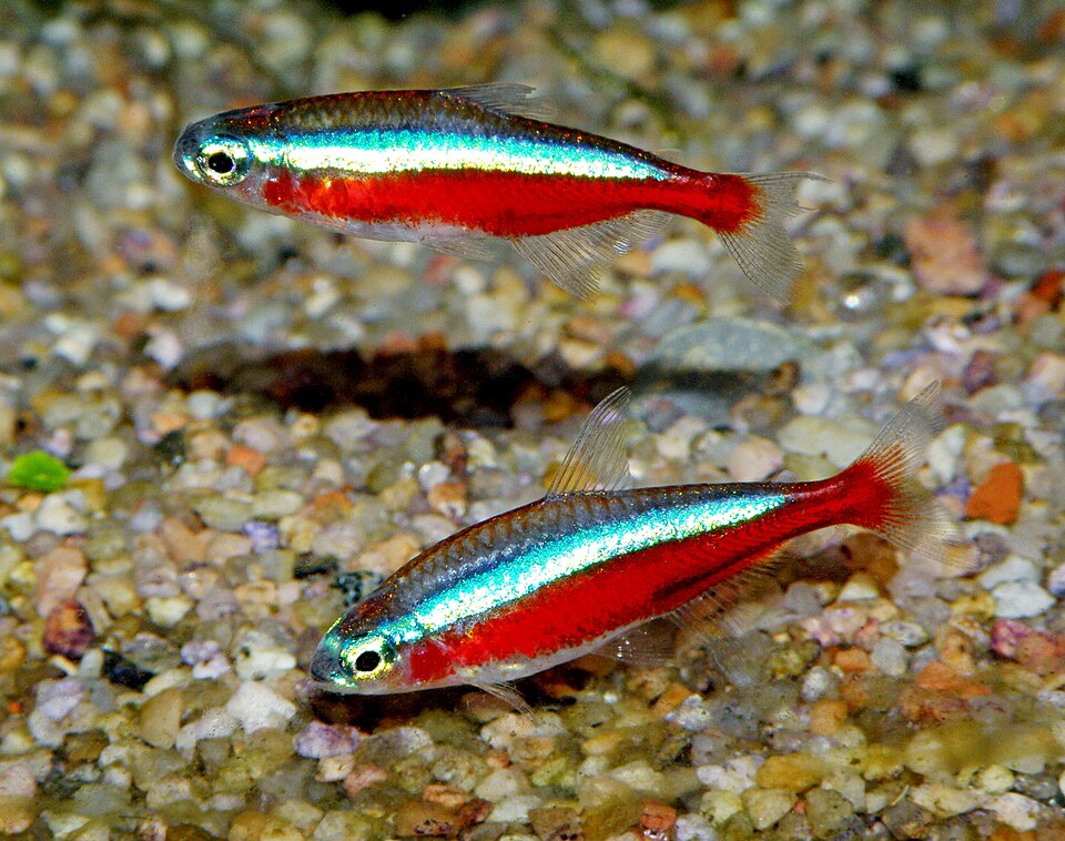Cardinal Tetra — reference photo (Paracheirodon axelrodi)