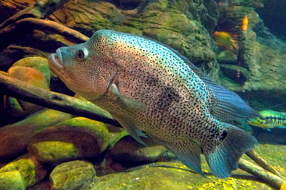 Dovii Cichlid — reference photo (Parachromis dovii)