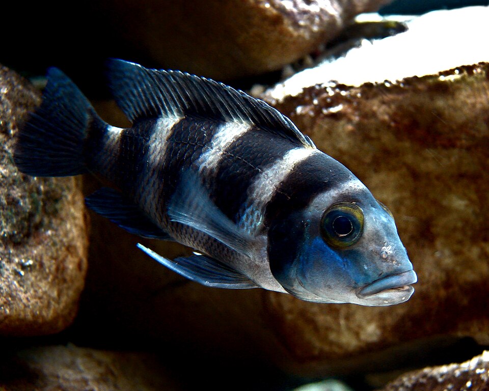 Five Bar Cichlid — reference photo (Neolamprologus tretocephalus)
