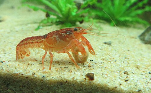 Reference photo of Orange Dwarf Mexican Crayfish