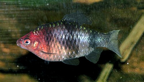 Black Ruby Barb — reference photo