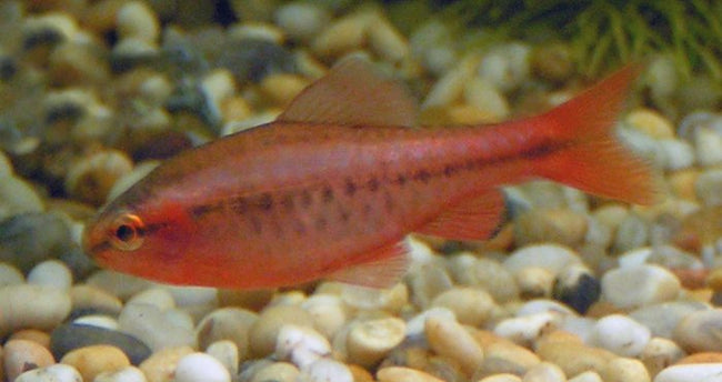 Reference photo of Cherry Barb