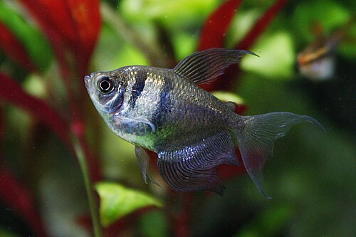 Longfin Tetra — reference photo