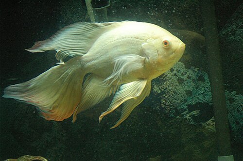 Longfin Oscar — reference photo