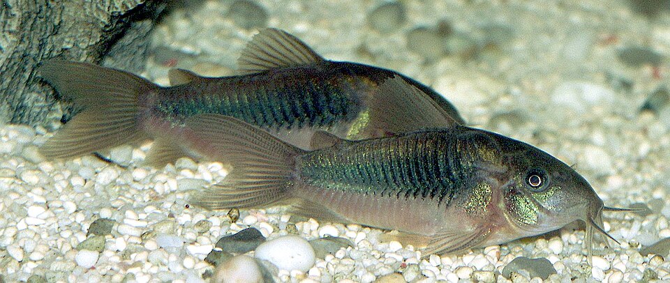 Bronze Cory — reference photo (Corydoras aeneus)