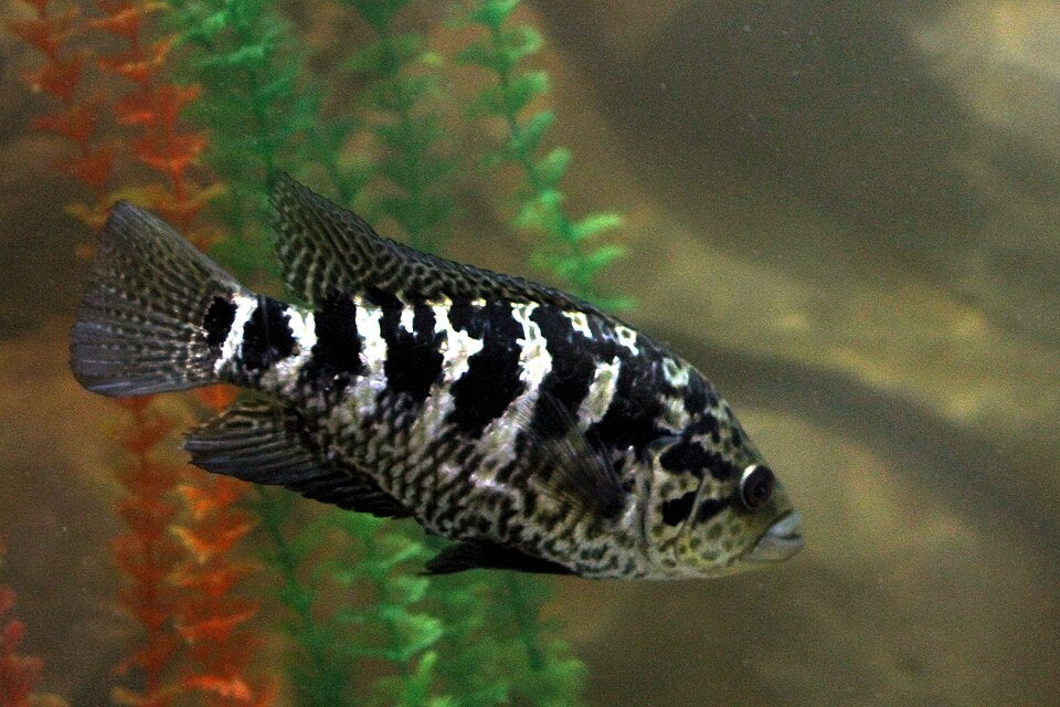 Cuban Cichlid — reference photo (Nandopsis tetracanthus)