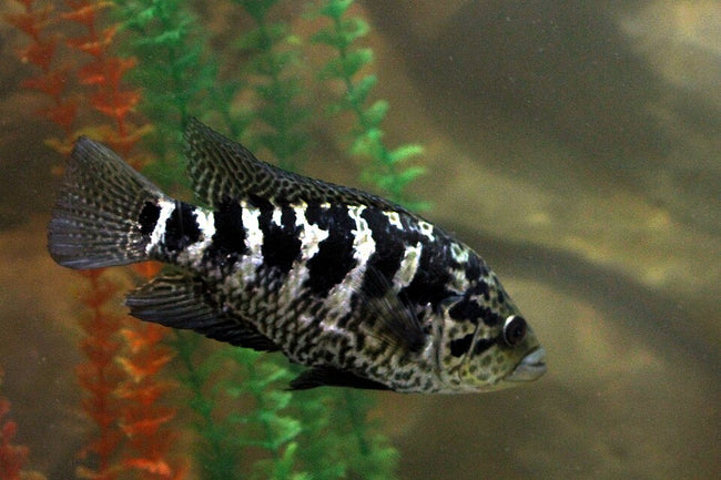 Reference photo of Cuban Cichlid