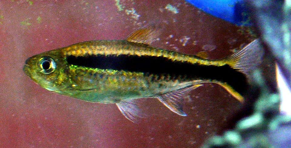 Red Tail Penguin Tetra — reference photo (Thayeria boehlkei)