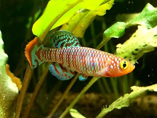 Bluefin Rainbow Notho Killifish — reference photo