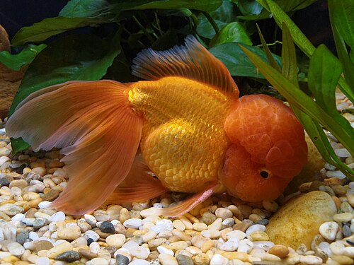 Oranda fancy goldfish — reference photo