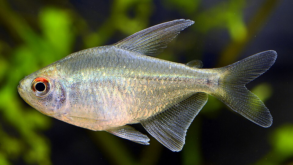 Diamond Tetra — reference photo (Moenkhausia pittieri)