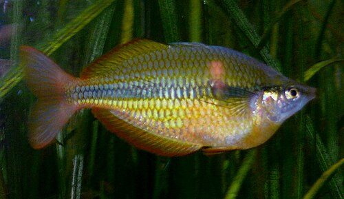 Yellow Rainbowfish — reference photo (Melanotaenia herbertaxelrodi)