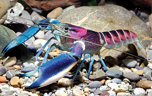 Papua Maroon Pulcher Crayfish — reference photo