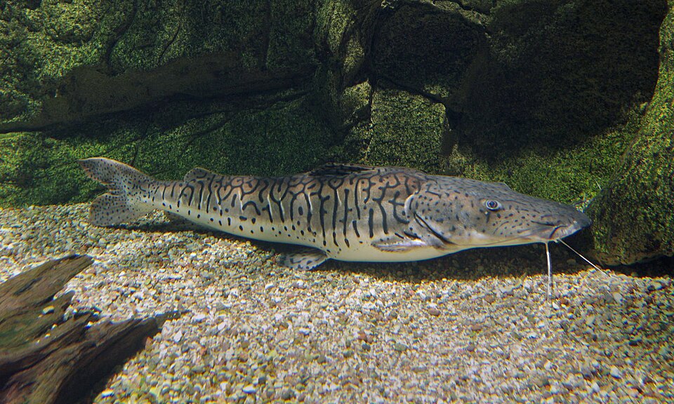 Tiger Shovelnose Catfish — reference photo (Pseudoplatystoma fasciatum)
