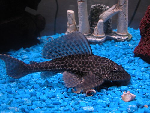 Common Pleco — reference photo