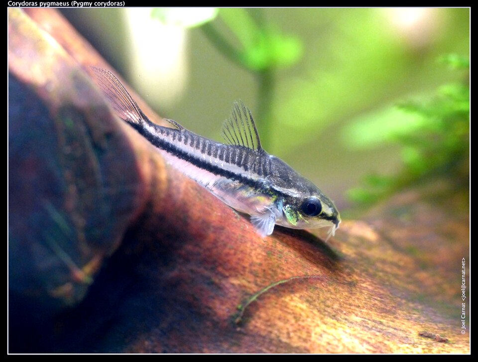 Pygmy Cory — reference photo (Corydoras pygmaeus)