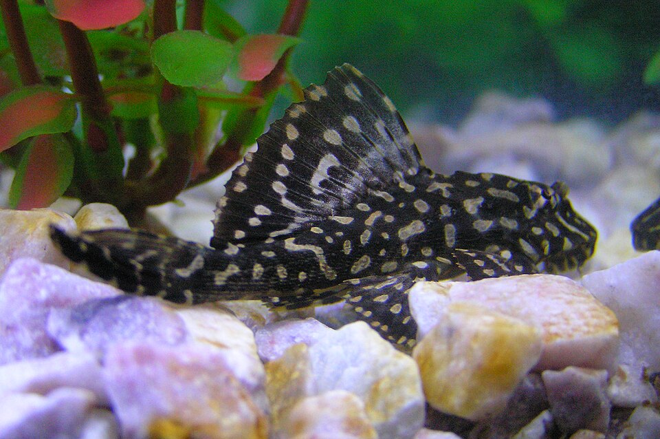 Gold Spot Pleco — reference photo (Pterygoplichthys joselimaianus)