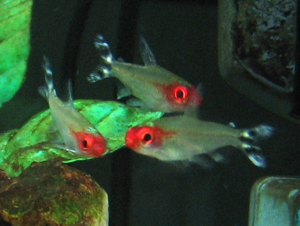 Brilliant Rummy Nose — reference photo (Petitella bleheri)