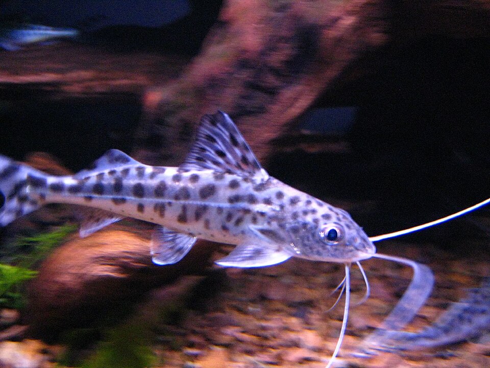Pictus Catfish — reference photo (Pimelodus pictus)