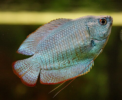 Powder Blue Gourami — reference photo
