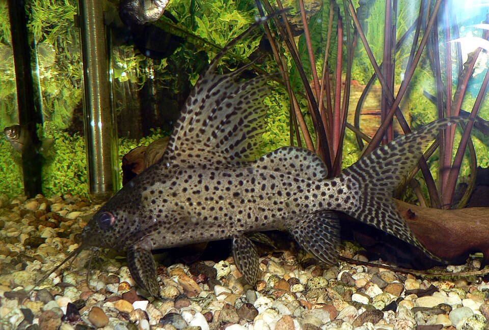 Synodontis Featherfin — reference photo (Synodontis eupterus)