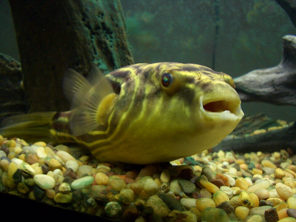 Captive Bred Fahaka Puffer — reference photo (Tetraodon lineatus)