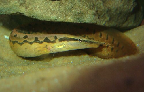 Tire Track Eel — reference photo
