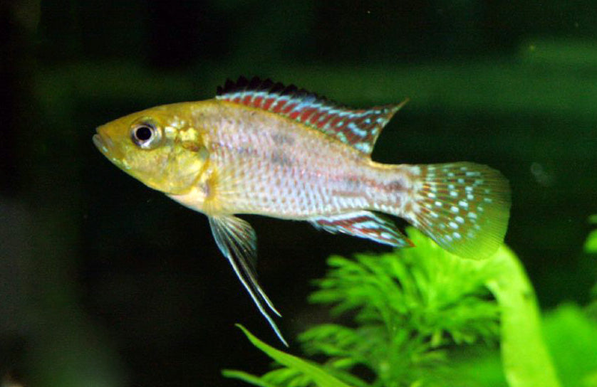 Egyptian Mouth Brooder — reference photo (Pseudocrenilabrus multicolor)