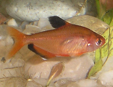 Red Serpae Tetra — reference photo (Hyphessobrycon eques)