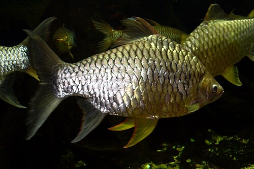 Lemon Barb — reference photo