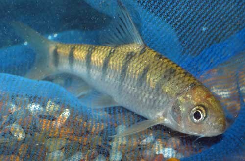 Taiwan Torrent Carp — reference photo