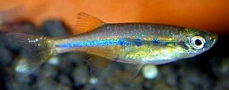 Orange Chela Hatchetfish — reference photo