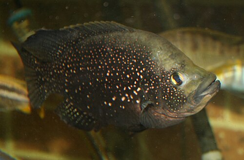 Starlight Cichlid — reference photo