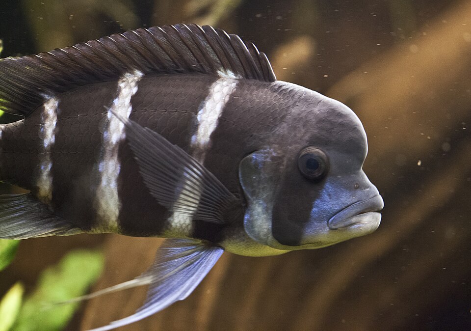 Cyphotilapia Frontosa - Small — reference photo (Cyphotilapia frontosa)