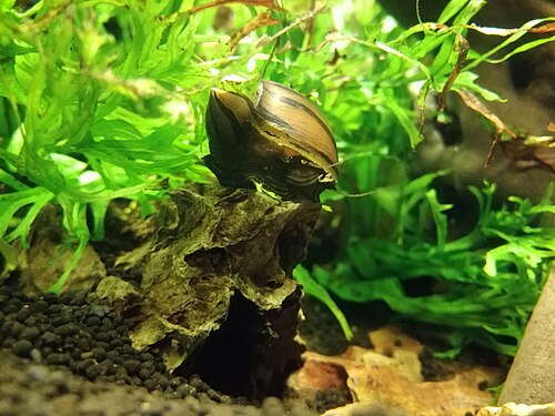 Zebra Snail — reference photo