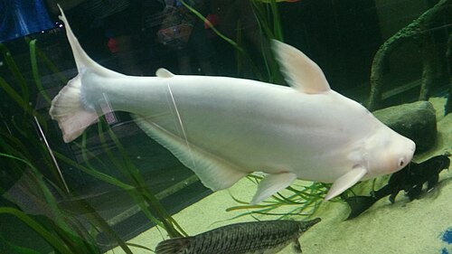 Albino Iridescent Shark — reference photo