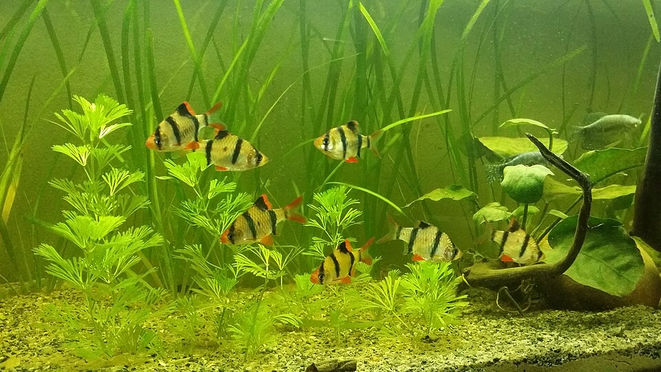 Tiger Barb — reference photo (Puntigrus tetrazona)