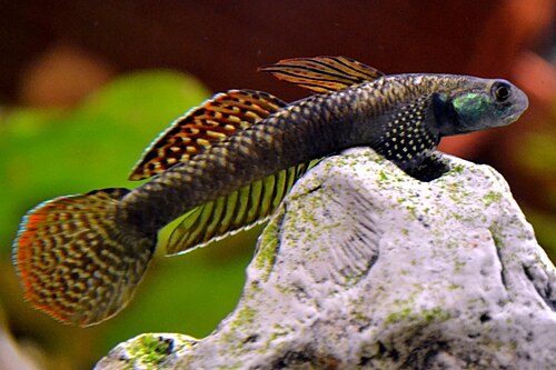 Stiphodon Goby — reference photo