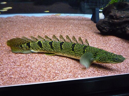 Delhezi Bichir — reference photo