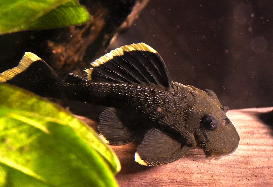 L47 Mango Pleco — reference photo (Baryancistrus chrysolomus)