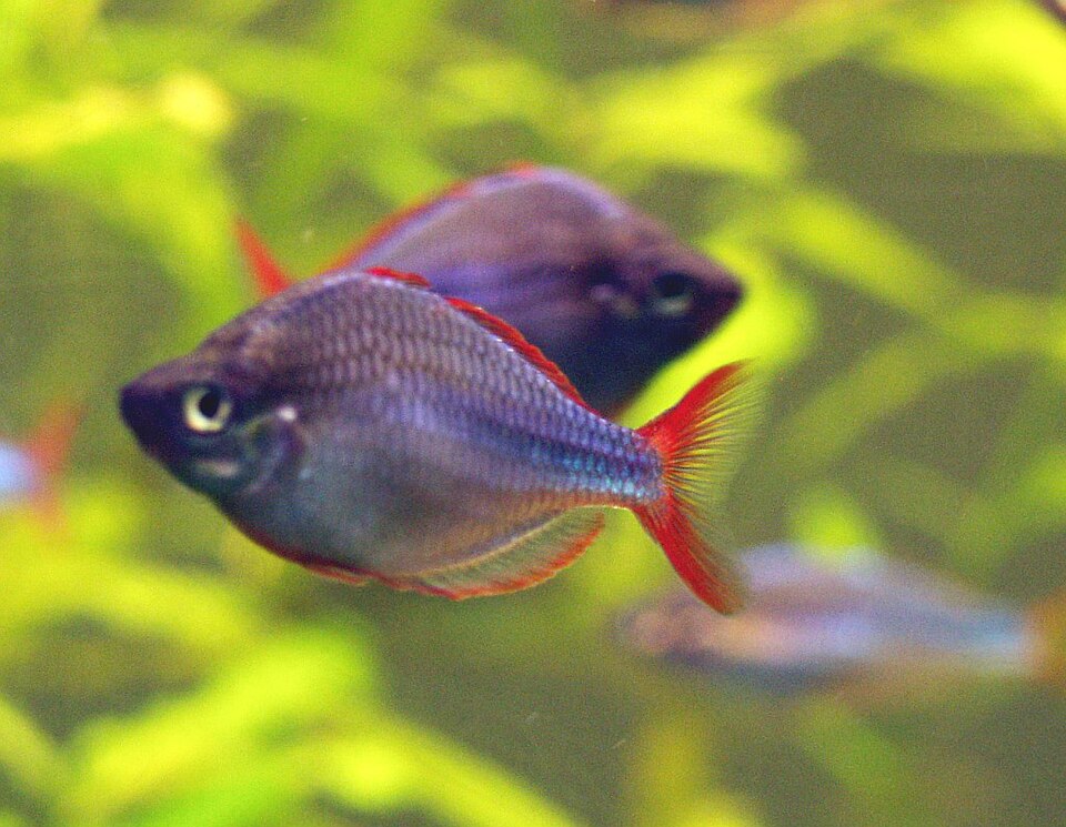Neon Rainbow — reference photo (Melanotaenia praecox)