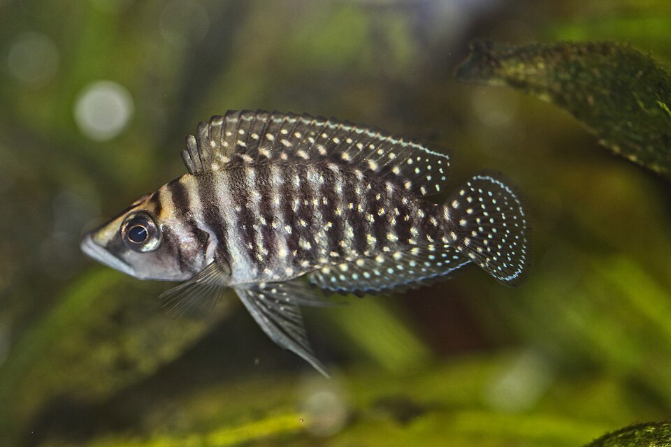 Black Calvus — reference photo (Altolamprologus calvus)
