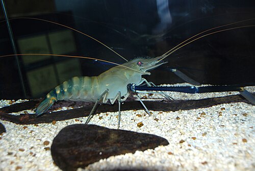 Freshwater Prawns — reference photo