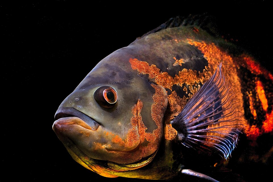 Oscar — reference photo (Astronotus ocellatus)