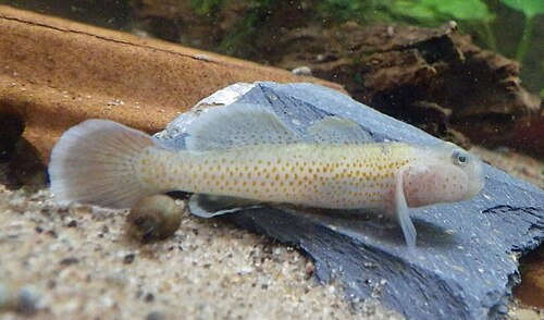 Red Spotted Goby — reference photo